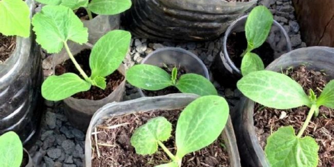 Kdy na závod zucchini na sazenice v roce 2022